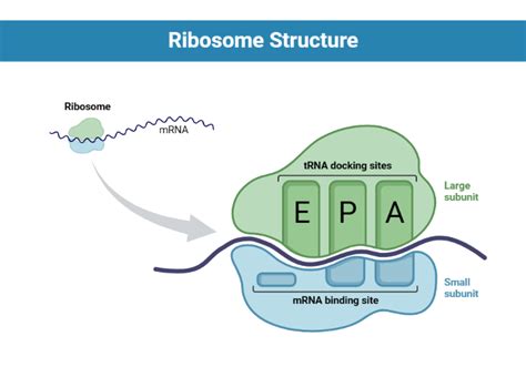 epa site ribosome|epa site in english.